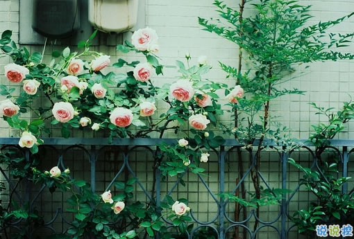 告別2018迎接2019的個(gè)性說(shuō)說(shuō)大全 2019最新充滿希望的勵(lì)志說(shuō)說(shuō)2