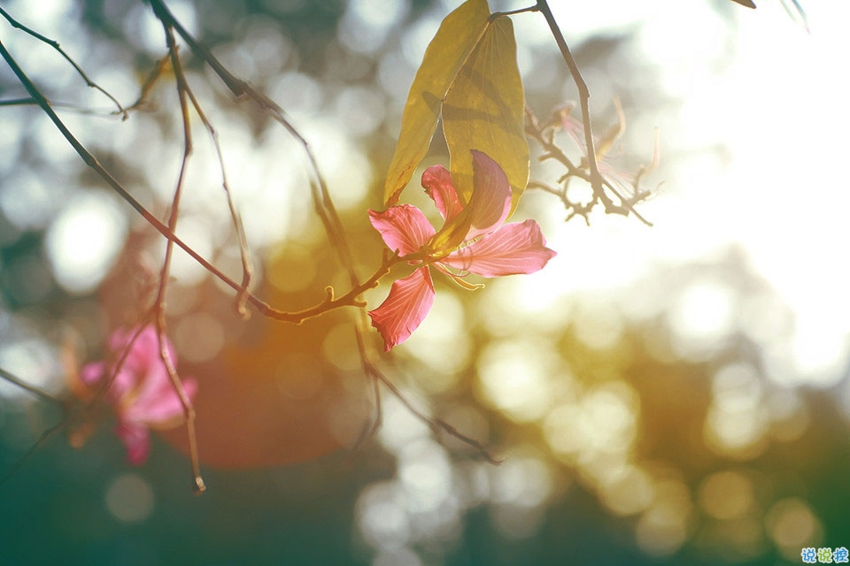 抖音最火曬結婚證的說說 2019領結婚證的朋友圈文藝簡短2