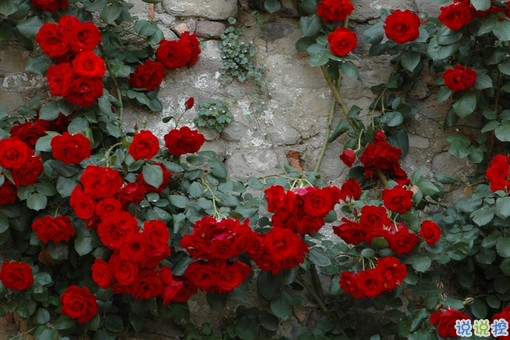 戀愛中的唯美心情說說帶圖片 遇到對的人感到幸福的說說2