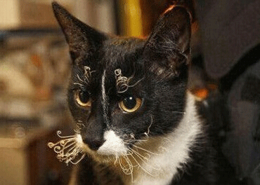 笑死人的說說加圖片：老師說我是攪屎棍，那么我同學是什么？9