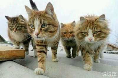 QQ空間說說圖片5