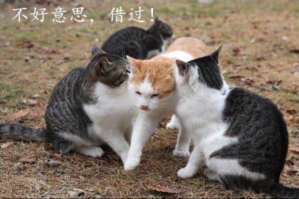 光棍節(jié)說說帶圖片，光棍節(jié)圖片說說大全6