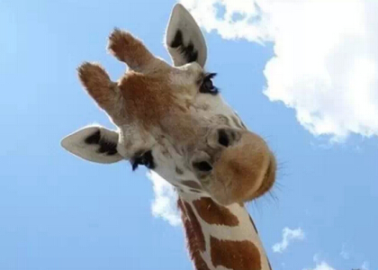 帶圖搞笑說說：早知道這是看臉的世界，當(dāng)初就該拿上學(xué)的錢去整容