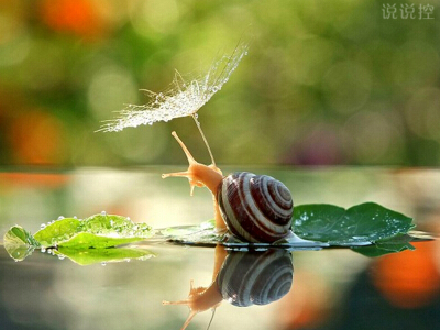 正能量的說(shuō)說(shuō)帶圖片：即使走得再艱難，蝸牛也沒(méi)有放下沉重的殼