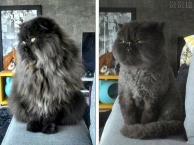 搞笑說說大全帶圖片2