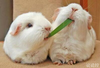 可愛(ài)說(shuō)說(shuō)萌萌噠，可愛(ài)說(shuō)說(shuō)大全