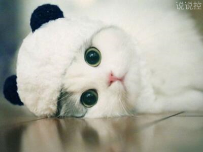 經(jīng)典搞笑語錄，經(jīng)典搞笑句子