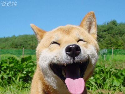 微信朋友圈萬能神評論，微信朋友圈惡搞評論