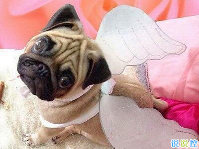 幽默搞笑的句子，最幽默的一句話