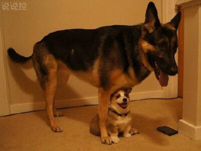 幽默搞笑句子加圖片，幽默句子帶圖片大全1