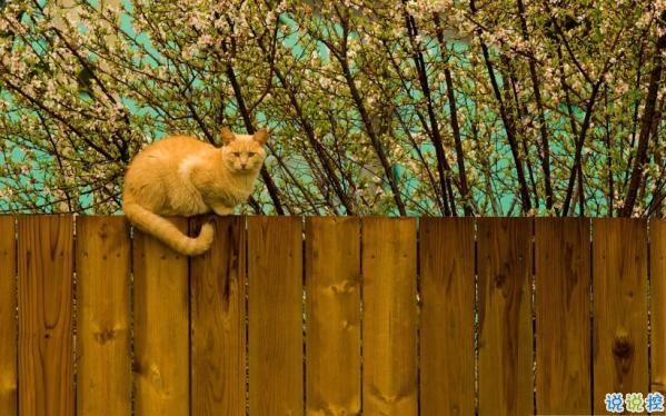 心里甜蜜蜜的愛情說(shuō)說(shuō)帶圖片 愛情說(shuō)說(shuō)一輩子只愛你2