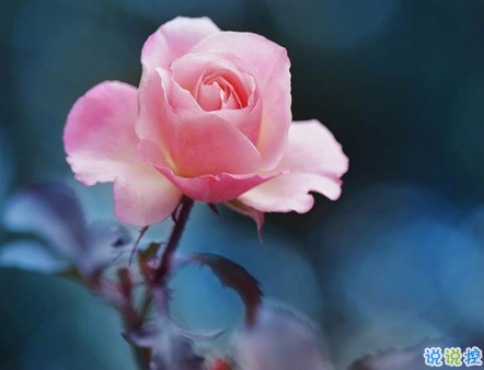 愛情說說發(fā)自肺腑的真實(shí)感受 觸動(dòng)心弦的簡(jiǎn)單愛情說說 2