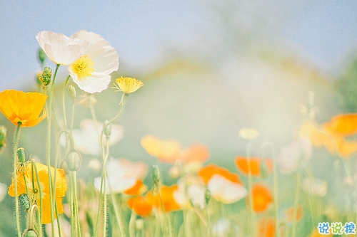 迎接2019的說說滿滿正能量帶圖片 與2018說再見用雙手去擁抱20192