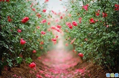 2019最新qq小情話帶圖片大全 最感動(dòng)的唯美情話說說8