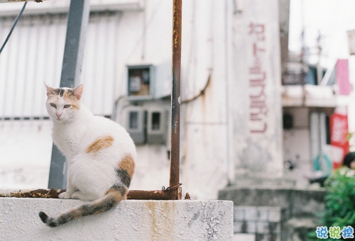 天氣冷溫暖人心的說說精選 下雪天的治愈系暖心說說一句話2