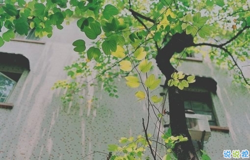 表達(dá)愛意的唯美句子配圖 肯定能打動你心的唯美說說帶圖片15