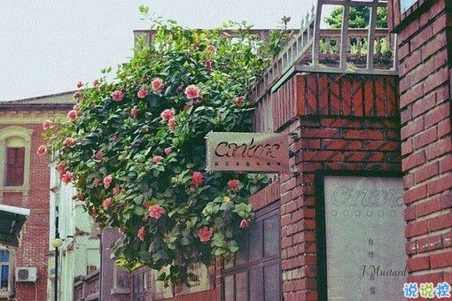 那些和青春夏天有關(guān)的唯美簡單小清新圖片句子 陽光傾落風(fēng)雨都不舍10