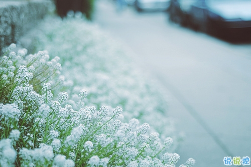 獨(dú)一無二朋友圈個(gè)性說說帶圖片 感謝相識不計(jì)消失回頭是狗2