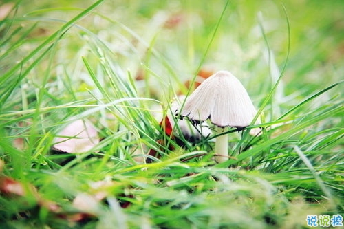 向女朋友求婚的話真實浪漫點 2019求婚句子大全簡單帶圖片7