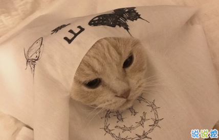 2018朋友圈說說搞笑配圖 朋友圈必評論的搞笑說說13