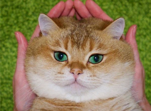 可以戳中中你笑點(diǎn)的搞笑說(shuō)說(shuō)帶圖片8