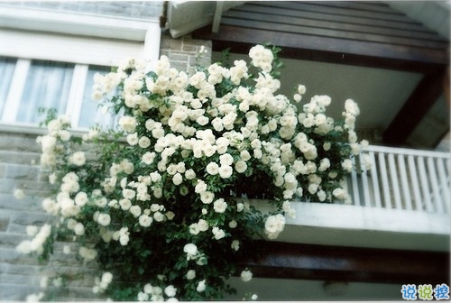 愛情經(jīng)典句子說說心情 和愛情有關(guān)的朋友圈句子大全2