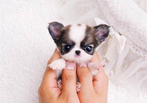 可以戳中中你笑點(diǎn)的搞笑說(shuō)說(shuō)帶圖片14