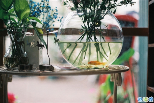 14條很美很好聽的文藝唯美說說帶圖片 森系文藝范古風說說12