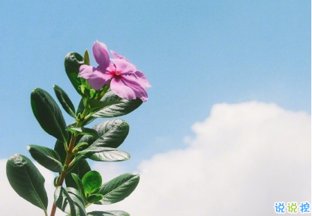 微信勵志早安語加圖片最新 朋友圈早安心語正能量配圖文字8