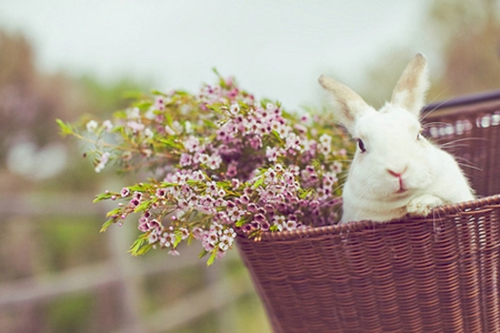 有哪些詩歌讀到后心里像開出了一朵花？13