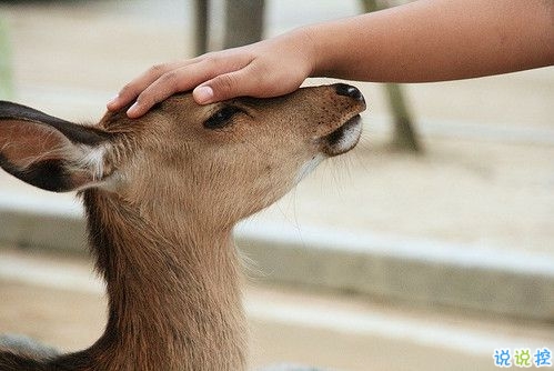心累了傷感說說帶圖片2019 惹人心疼的一些傷感句子15