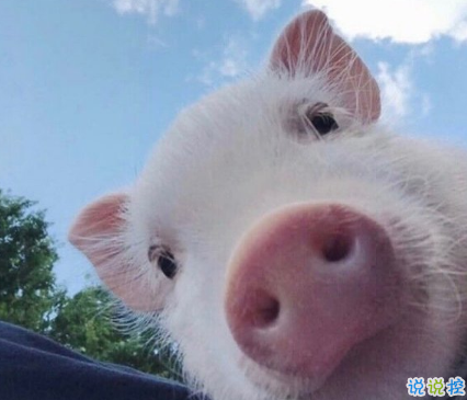 2018朋友圈說說搞笑配圖 朋友圈必評論的搞笑說說2