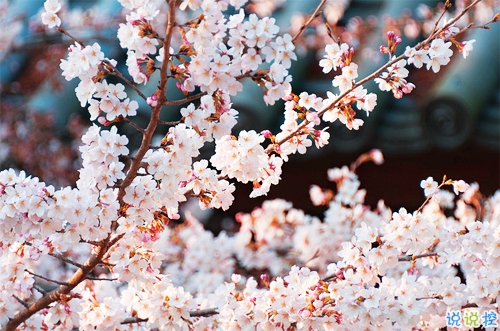 迎接2019的說說滿滿正能量帶圖片 與2018說再見用雙手去擁抱20196