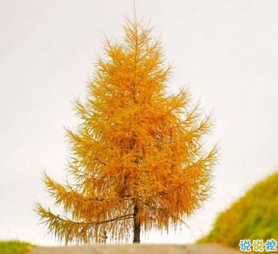 承蒙你出現(xiàn)，夠我喜歡好多年2