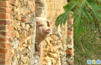 笑死人的搞笑說說超好玩：你以為有錢真的會快樂嗎11