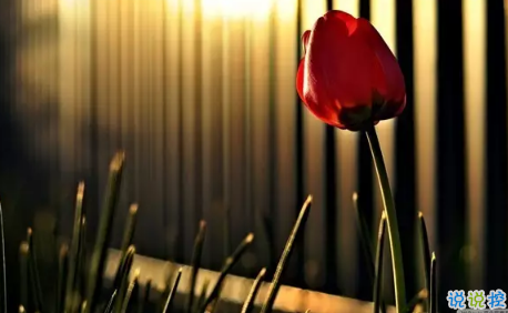 2018七夕情人節(jié)表白語(yǔ)錄超浪漫 很甜很撩人的七夕告白語(yǔ)錄1