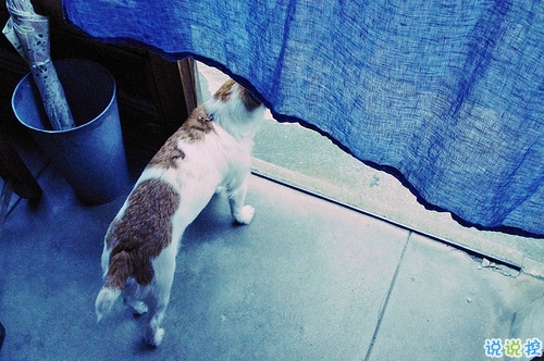 2019豬年除夕祝福語說說簡短 致所有人的豬年暖心祝福1