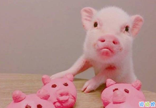 2018簡單的一句話卻很搞笑的說說 有福同享有肉你長2