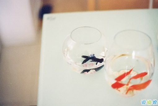 簡單而又唯美有哲理的英文說說帶圖片 你醒在別人的夢里10