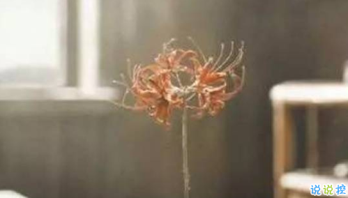 抖音很火的《靈魂擺渡·黃泉》中美到讓人心碎的句子 江東之畔埋吾相思14