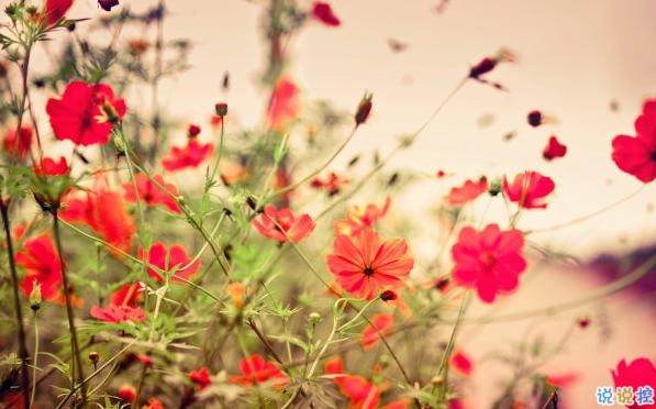 2019最佳表白情話(huà)大全簡(jiǎn)短撩人 表白情話(huà)真實(shí)點(diǎn)感動(dòng)人的2