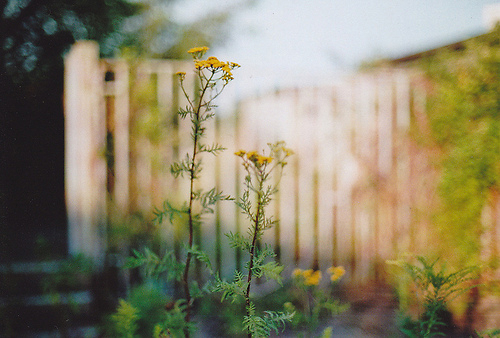 超唯美文藝的說(shuō)說(shuō)帶圖片 你看沒(méi)看見(jiàn)我都盛開(kāi)風(fēng)來(lái)不來(lái)芬芳都在5