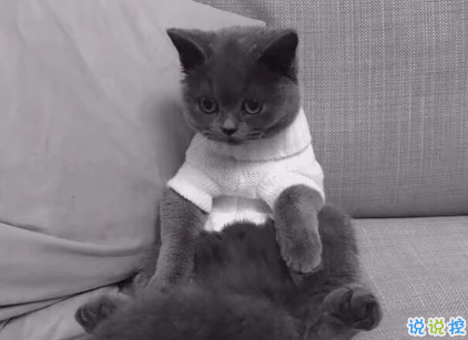 2018朋友圈說說搞笑配圖 朋友圈必評論的搞笑說說3