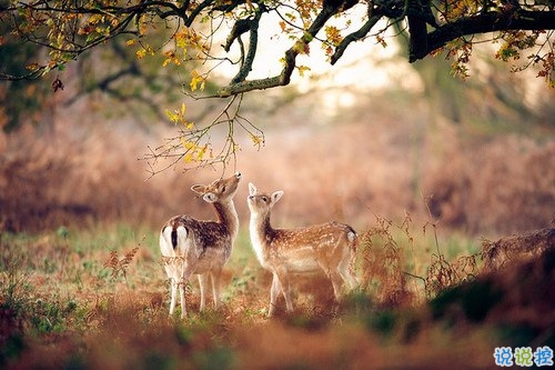 一顆心已經(jīng)傷痕累累的愛情說(shuō)說(shuō) 不敢再相信愛情的悲傷說(shuō)說(shuō)20198