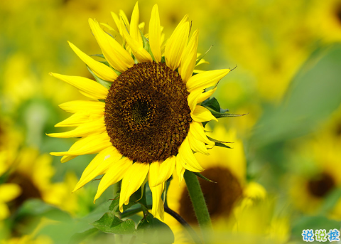 超走心的治愈系唯美句子 送給感情中需要療傷的人2