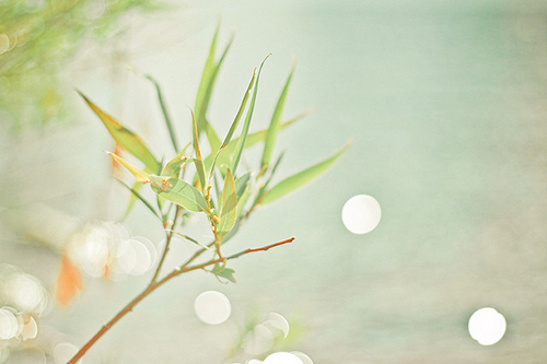 超唯美的一句話英文說說 你的一生我只借一程這一程便是余生11