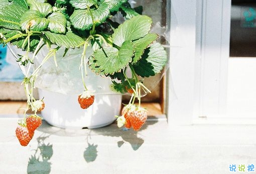 表達(dá)愛意的唯美句子配圖 肯定能打動你心的唯美說說帶圖片2