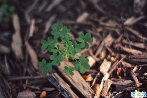 迎接2019元旦說說適合發(fā)朋友圈 2019年豬年元旦說說早安一句話1