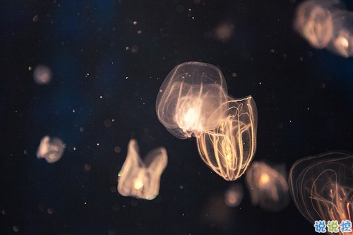 抖音人生感悟經(jīng)典說說帶圖片  很精辟的人生感悟一句話15