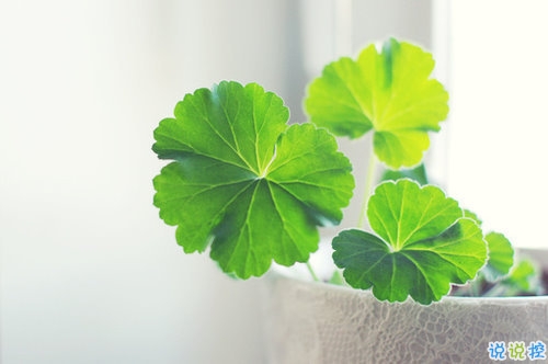 向女朋友求婚的話真實浪漫點 2019求婚句子大全簡單帶圖片12